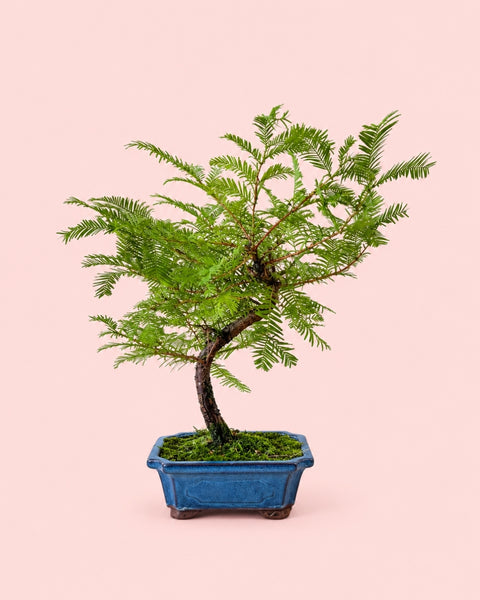 Bonsai Metasequoia