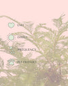 Bonsai Metasequoia care
