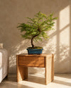 Bonsai Metasequoia context
