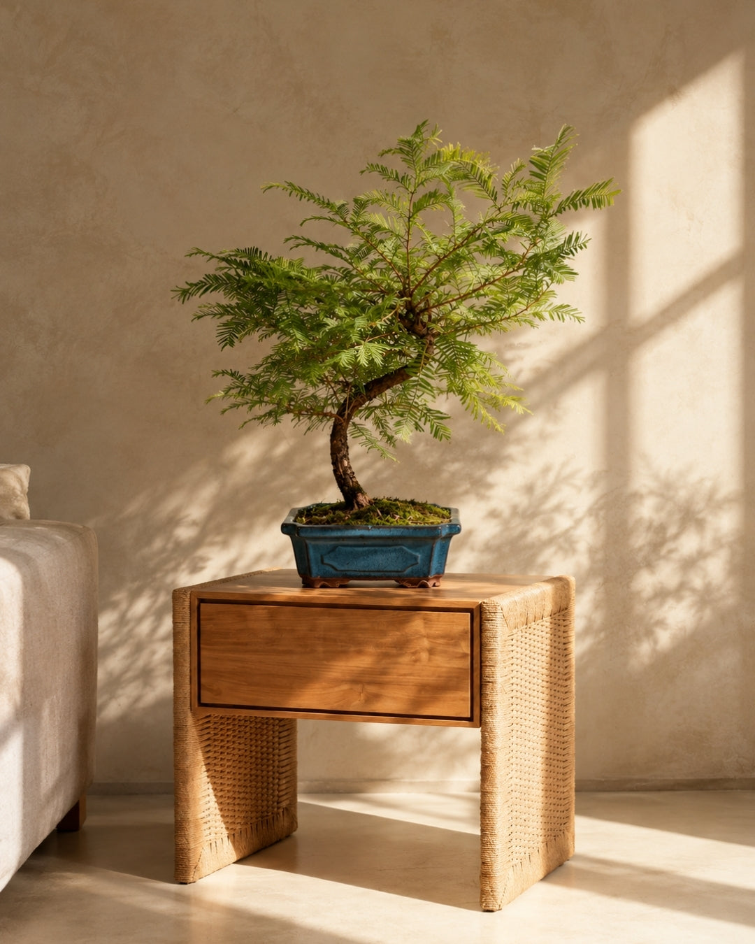 Bonsai Metasequoia context