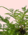 Bonsai Metasequoia detail