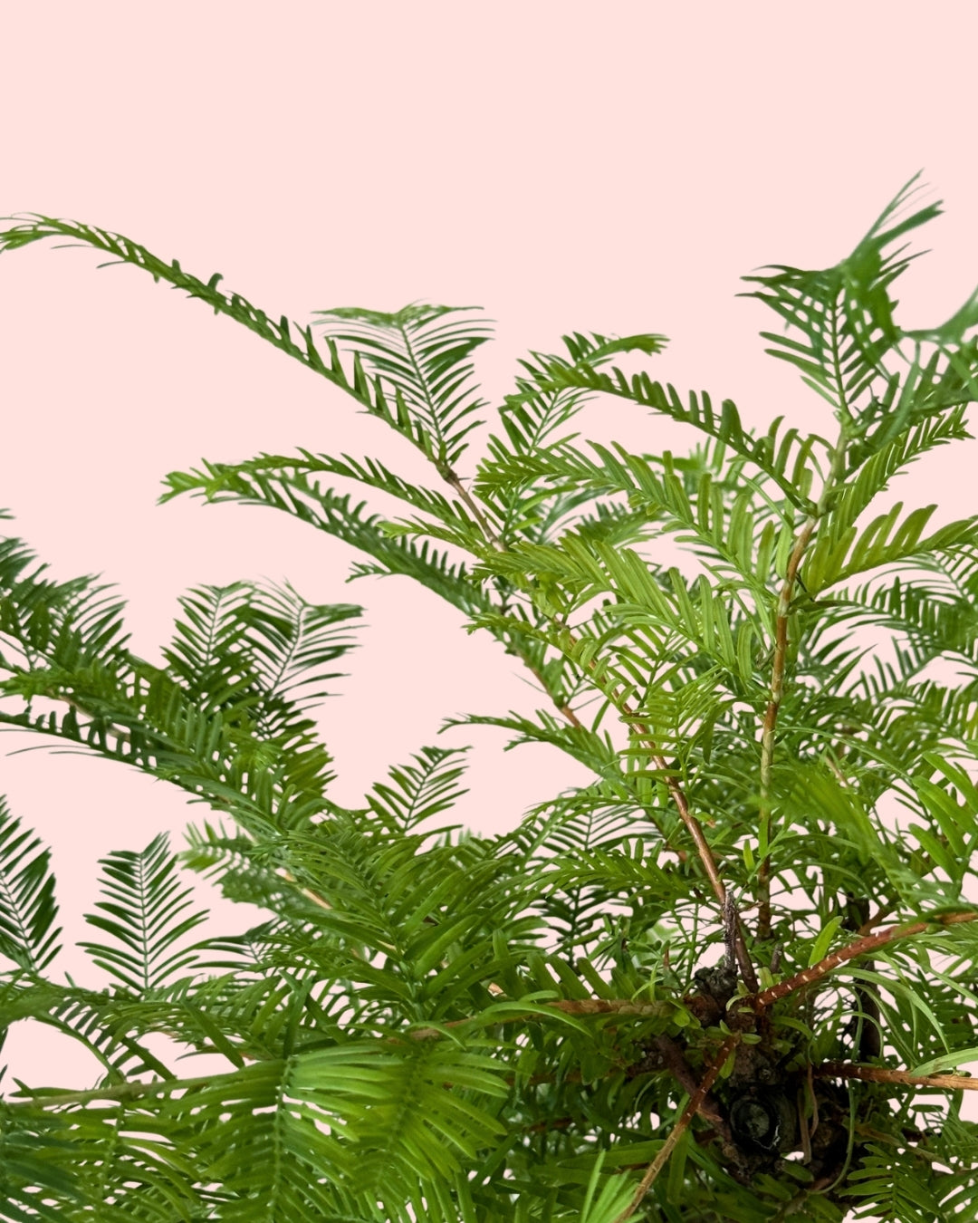 Bonsai Metasequoia detail