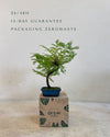 Bonsai Metasequoia packaging
