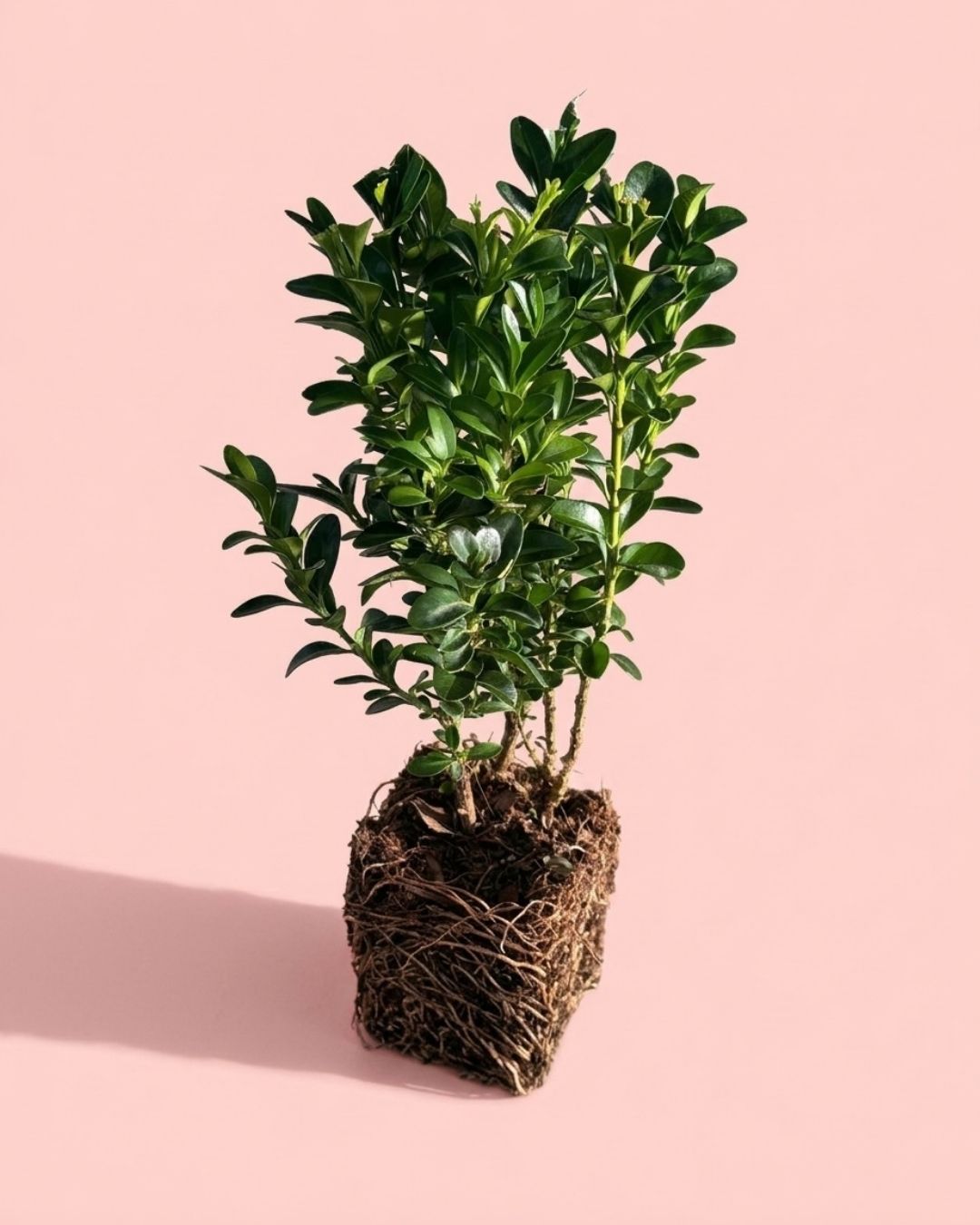 Buxus_plant