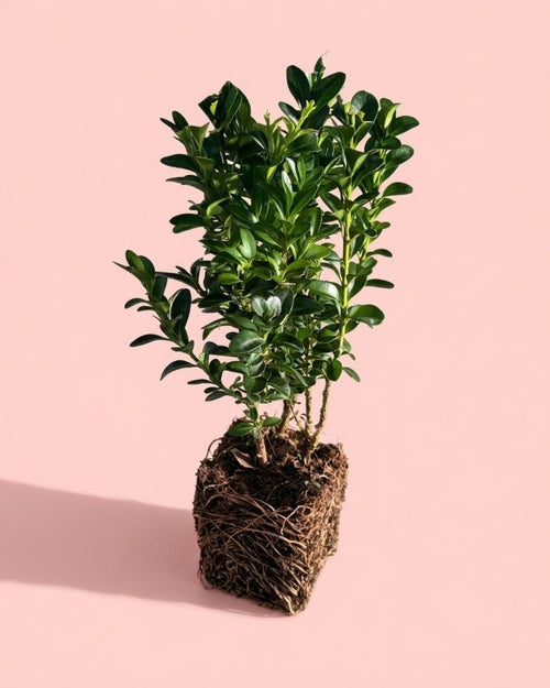 Buxus_plant