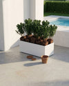 Buxus_plant_context