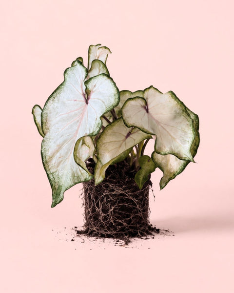 Caladium Branco M