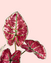 Caladium Kelly Mini 2 detail