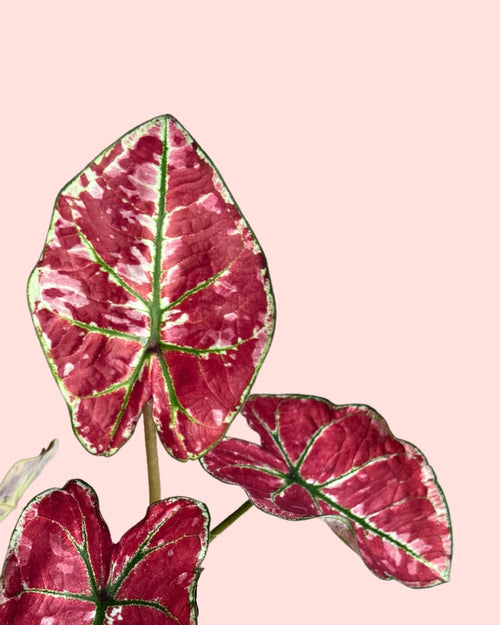 Caladium Kelly Mini 2 detail