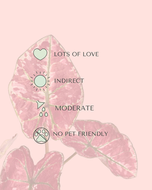 Caladium Kelly Mini care