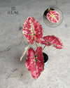 Caladium Kelly Mini real