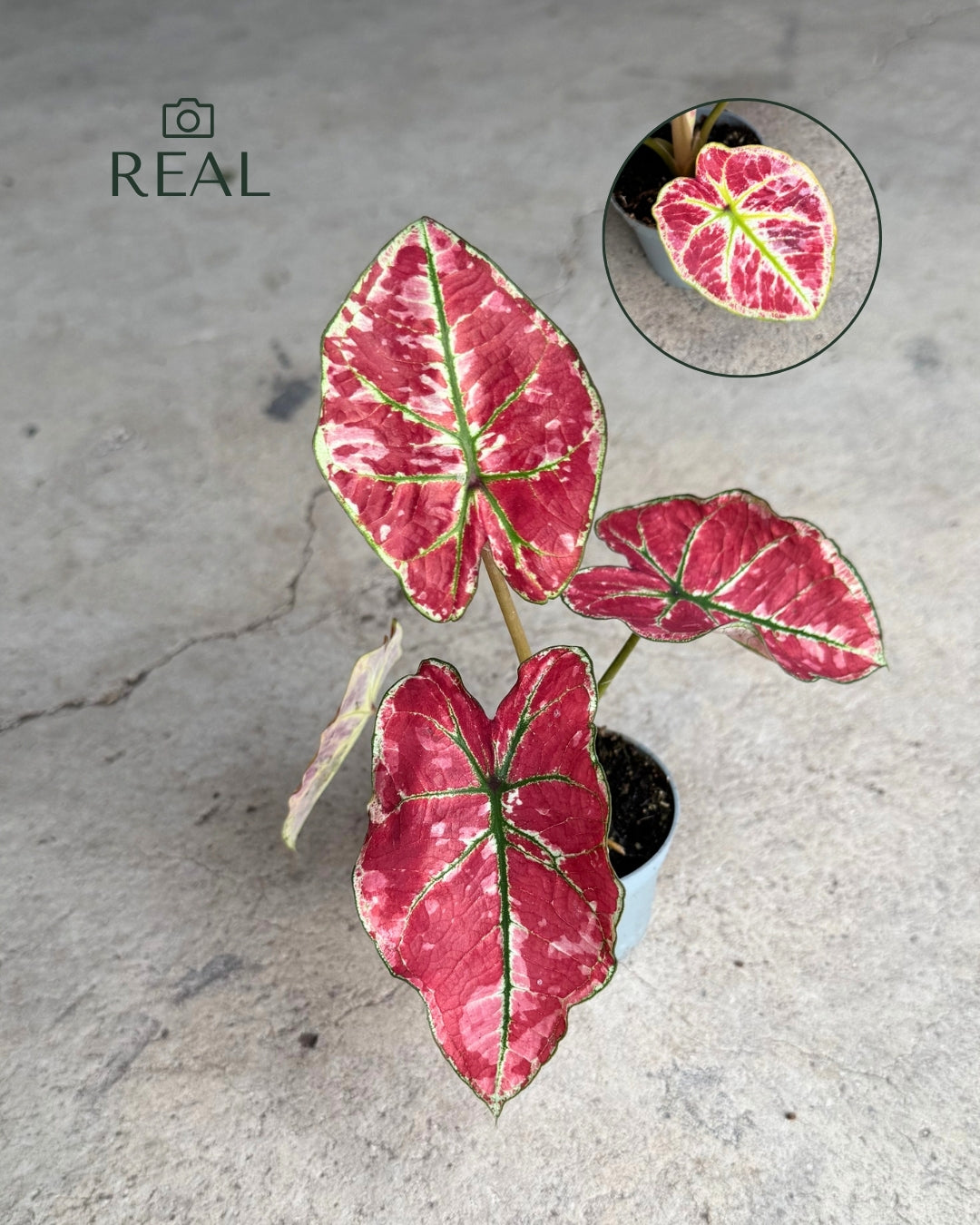 Caladium Kelly Mini real