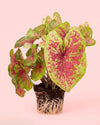 Caladium Miss Muffet M