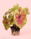 Caladium Miss Muffet M