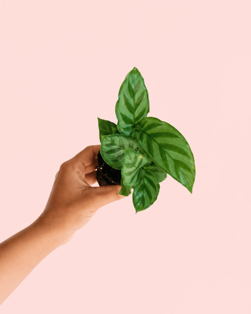 Calathea Freddie Mini