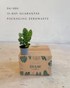 Calathea Freddie Mini packaging