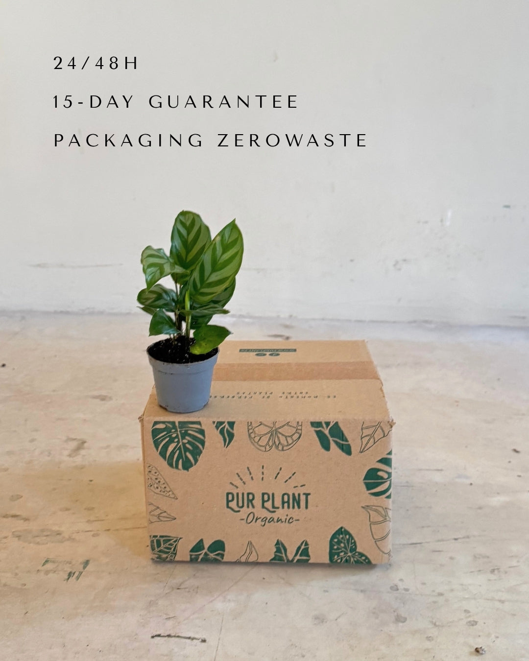 Calathea Freddie Mini packaging