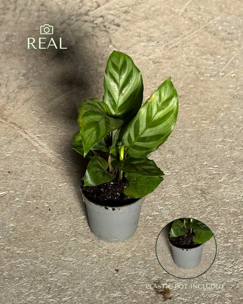 Calathea Freddie Mini real