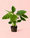 Calathea Leopoldina m