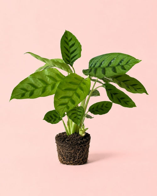 Calathea Leopoldina m