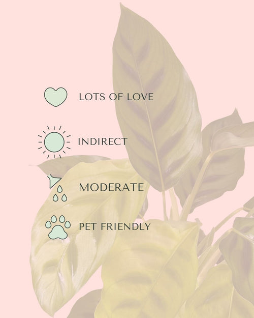 Calathea Leopoldina m care