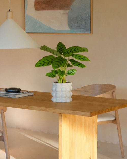 Calathea Leopoldina m context