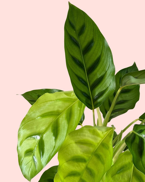 Calathea Leopoldina m detail