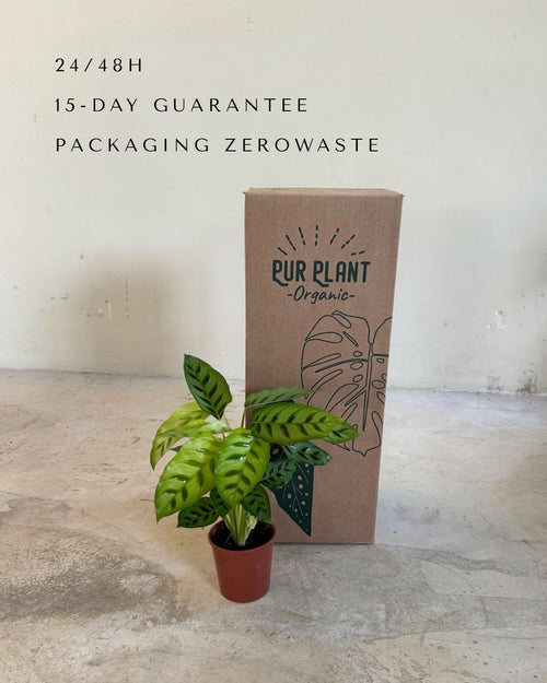 Calathea Leopoldina m packaging