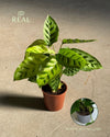 Calathea Leopoldina m real
