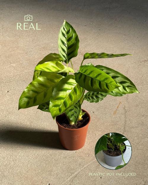 Calathea Leopoldina m real