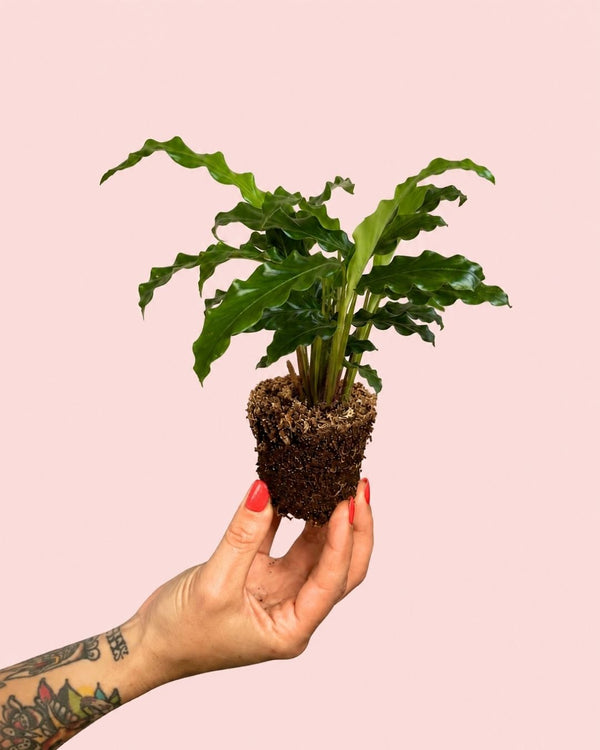 Como Cuidar da Calathea Rufibarba