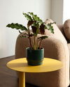 Calathea Rufibarba Mini