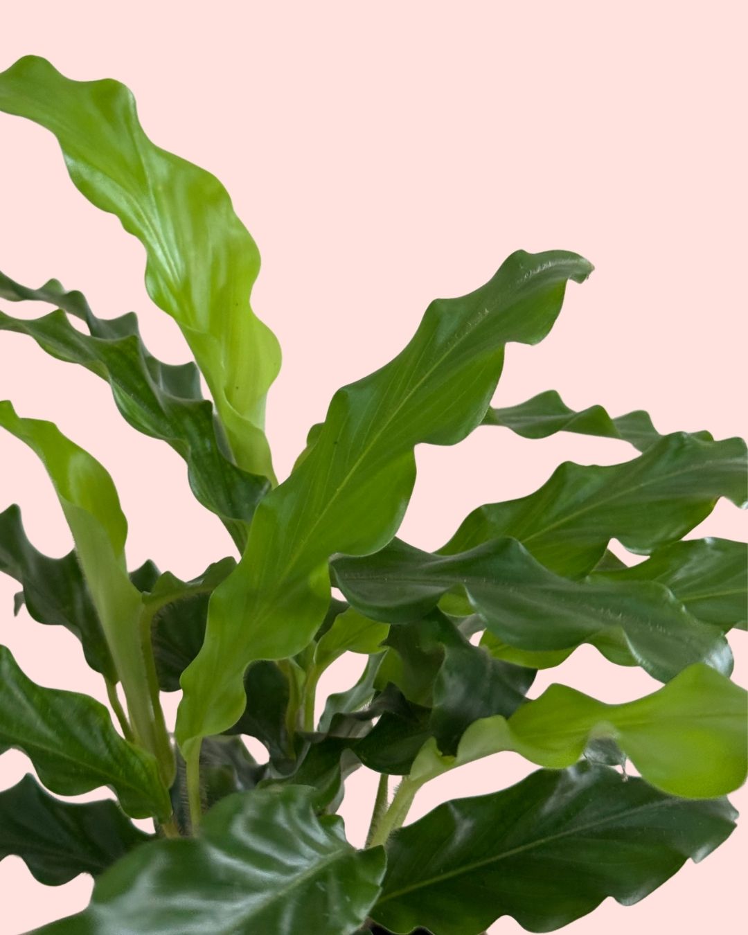 Calathea Rufibarba mini detail