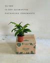 Calathea Rufibarba mini packaging