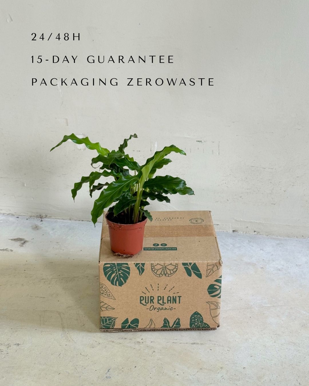 Calathea Rufibarba mini packaging