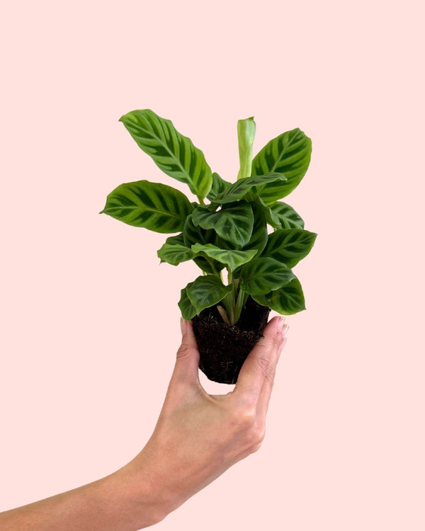 Como Cuidar da Calathea Zebrina
