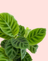 Calathea Zebrina Mini detail