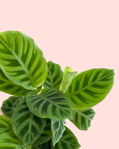 Calathea Zebrina Mini detail