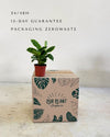 Calathea Zebrina Mini packaging