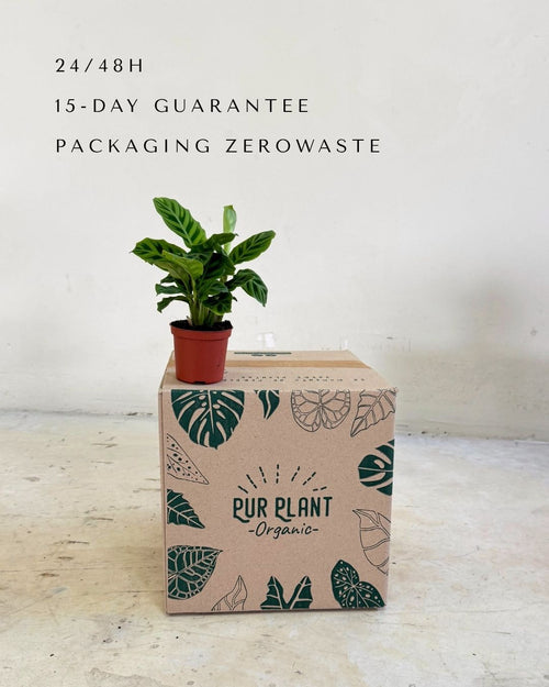 Calathea Zebrina Mini packaging