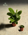 Calathea Zebrina Mini real