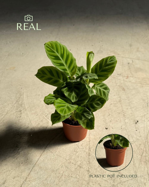 Calathea Zebrina Mini real