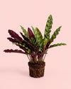 Calathea lancifolia M