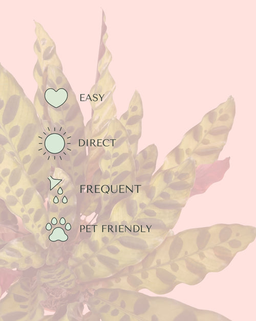 Calathea lancifolia M care