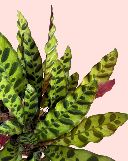 Calathea lancifolia M detail