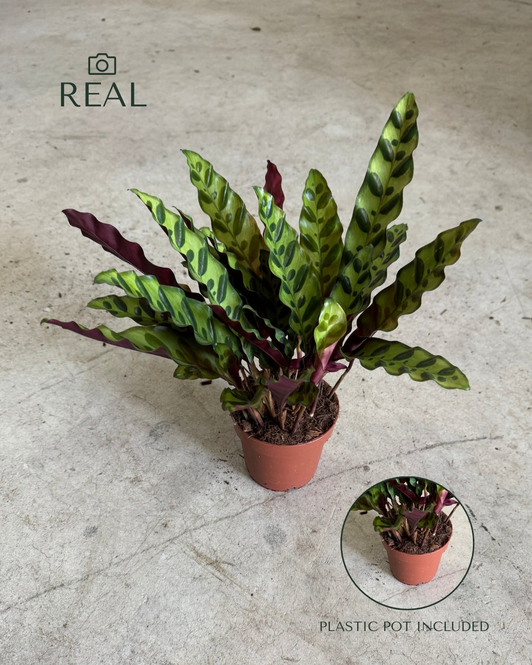 Calathea lancifolia M real