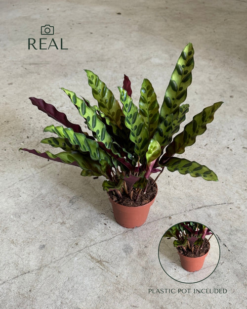 Calathea lancifolia M real