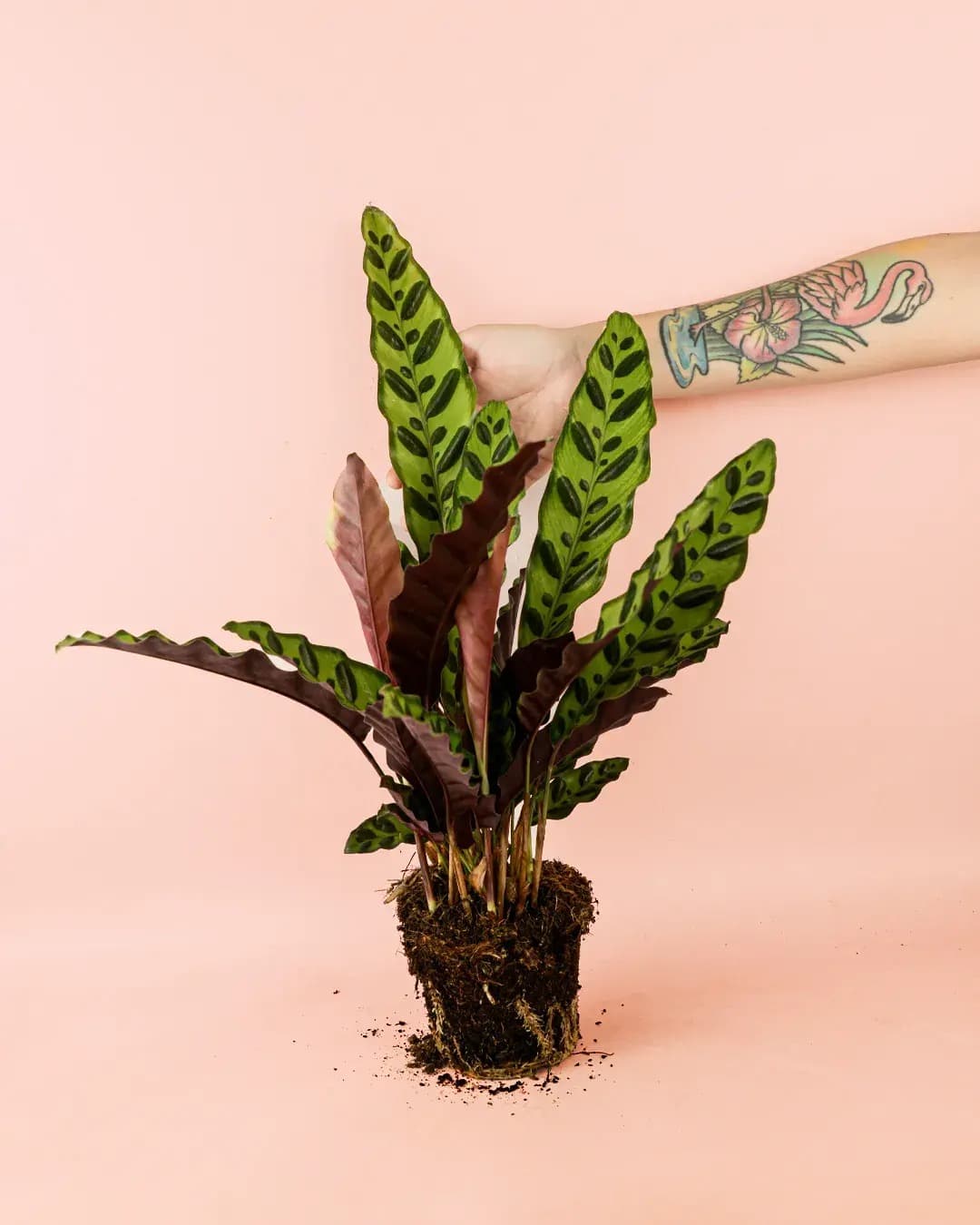 Calathea lancifolia M size