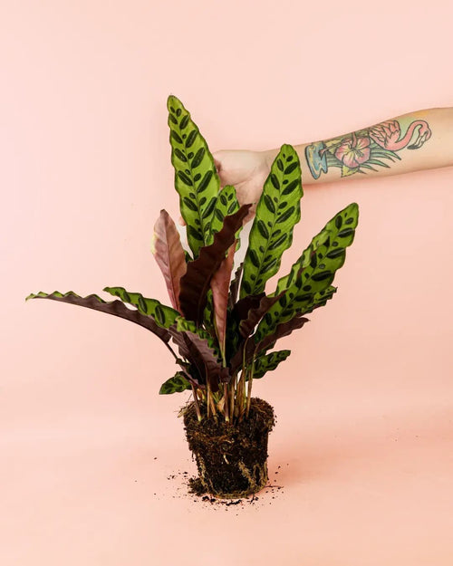 Calathea lancifolia M size