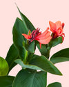 Canna Indica L detail